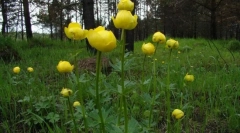 Kupanje